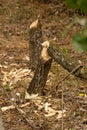 Beaver tree damage