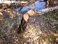 Beaver tree damage