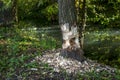 A beaver left the job half done!!! The tree is only half cut around Royalty Free Stock Photo