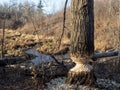 Beaver tree habitat