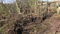 Beaver tree and poacher trap for animals