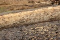 Beaver tree. Trunk felled and twinged by European beaver, Castor fiber, close to the water. Evidence of beaver`s activity.