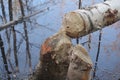 Beaver tree water reflection