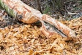 Beaver trees. Tree trunk gnawed, chewed, destroyed, carved, fallen, broken by European beaver Royalty Free Stock Photo