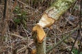 Beaver trees. Tree trunk gnawed, chewed, destroyed, carved, fallen, broken by European beaver