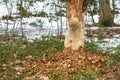 Beaver trees. Tree trunk gnawed, chewed, destroyed, carved, fallen, broken by European beaver Royalty Free Stock Photo