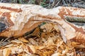 Beaver trees. Tree trunk gnawed, chewed, destroyed, carved, fallen, broken by European beaver