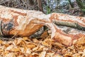 Beaver trees. Tree trunk gnawed, chewed, destroyed, carved, fallen, broken by European beaver Royalty Free Stock Photo
