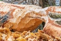 Beaver trees. Tree trunk gnawed, chewed, destroyed, carved, fallen, broken by European beaver