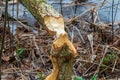 Beaver trees. Tree trunk gnawed, chewed, destroyed, carved, fallen, broken by European beaver