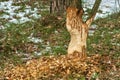 Beaver trees. Tree trunk gnawed, chewed, destroyed, carved, fallen, broken by European beaver Royalty Free Stock Photo