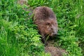 Beaver walking in the grass, closeup.