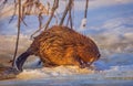 Beaver walking on the ice at cold and sunny winter day