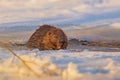 Beaver walking on the ice at cold and sunny winter day