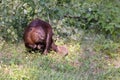 Beaver in woods