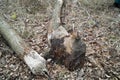 Beaver work. Royalty Free Stock Photo