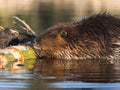 Beaver at Work Royalty Free Stock Photo