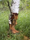 Beaver work on birch tree Royalty Free Stock Photo