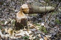 Beaver work Royalty Free Stock Photo