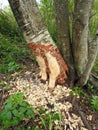 Beaver work - pounded tree, Lithuania