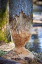 Beaver work on tree in Ammerndorf, Germany Royalty Free Stock Photo