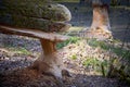 Beaver work on tree in Ammerndorf, Germany Royalty Free Stock Photo