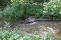 Beaver& x27;s lodge, beaver, beaver dam, dam Lauter in Alsace, France