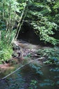 Beaver& x27;s lodge, beaver, beaver dam, dam Lauter in Alsace, France