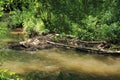 Beaver& x27;s lodge, beaver, beaver dam, dam Lauter in Alsace, France