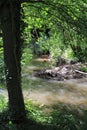 Beaver& x27;s lodge, beaver, beaver dam, dam Lauter in Alsace, France