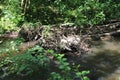 Beaver& x27;s lodge, beaver, beaver dam, dam Lauter in Alsace, France