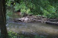 Beaver& x27;s lodge, beaver, beaver dam, dam Lauter in Alsace, France