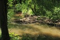 Beaver& x27;s lodge, beaver, beaver dam, dam Lauter in Alsace, France