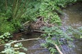 Beaver& x27;s lodge, beaver, beaver dam, dam Lauter in Alsace, France