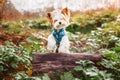 A beaver Yorkshire Terrier dog in a jacket makes a stand on a log and raises his front paw for a walk in the woods Royalty Free Stock Photo