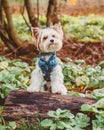 A beaver Yorkshire Terrier dog in a jacket stands leaning on a log, on a walk in the woods Royalty Free Stock Photo