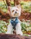 A beaver Yorkshire Terrier dog in a jacket on a walk in the woods stands on a log and looks at the camera, portrait