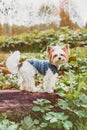 A beaver Yorkshire Terrier dog walking on a log in the woods