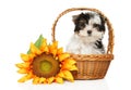 Beaver Yorkshire terrier puppy with sunflower Royalty Free Stock Photo