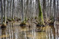 Beaverdam Creek tupelo swamp