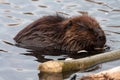 Beavers Royalty Free Stock Photo