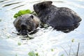 Beavers Royalty Free Stock Photo