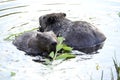 Beavers Royalty Free Stock Photo