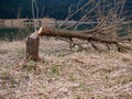 Beavers chopping down trees near a beautiful crystal clean lake