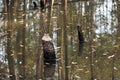 Beavers cut down trees to build their dam