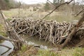 Beavers dam Royalty Free Stock Photo