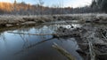 Beavers dam on a riverbed. River beaver Castor fiber - beaver family Castoridae. A sturdy structure in a river, a flooded forest.