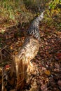 Beavers gnawed a tree trunk and tumbled down the aspen