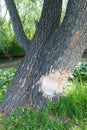 The beavers gnawed trees