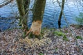 Beavers gnawed trees, the trunks of trees with signs of beaver teeth Royalty Free Stock Photo
